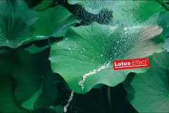 lotusan_2400x1600px